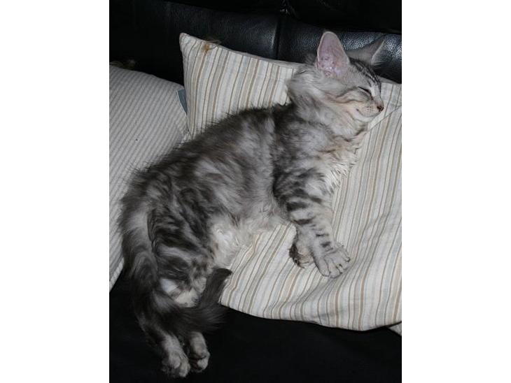 Maine Coon Stribby - Stribby i dyb søvn.. billede 1
