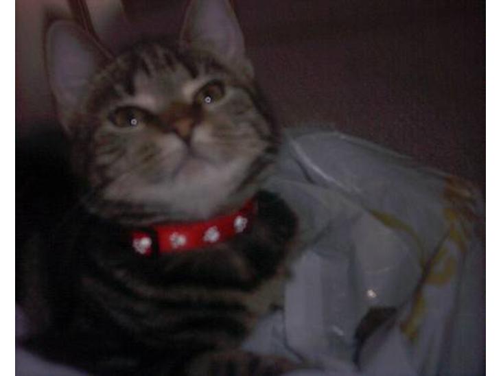 {{currentPhoto.altText}} billede {{currentPhoto.number}}