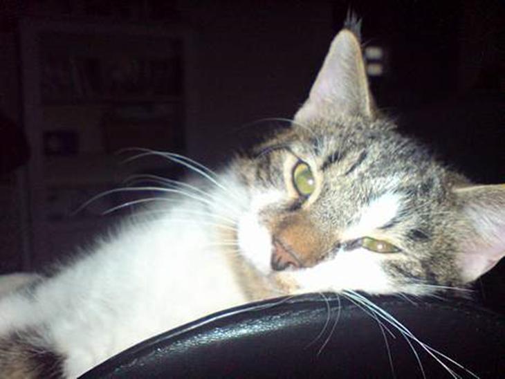 {{currentPhoto.altText}} billede {{currentPhoto.number}}