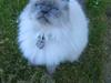 Blanding af racer Gismo