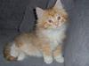 Maine Coon Trold