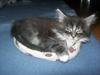 Maine Coon Felix
