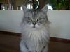 Maine Coon Kitty