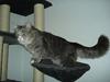 Maine Coon Pjevs