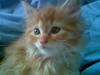 Maine Coon dibsi