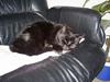Blanding af racer MissCat