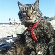 Blanding af racer TELLO (Donatello)  R.I.P.