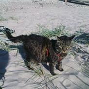 Blanding af racer TELLO (Donatello)  R.I.P.