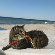 Blanding af racer TELLO (Donatello)  R.I.P.