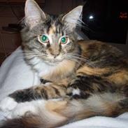 Maine Coon Duchesse