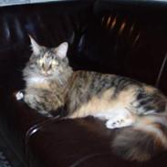 Maine Coon Duchesse