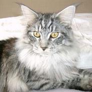 Maine Coon Pepz