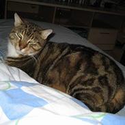 Blanding af racer Stoffer