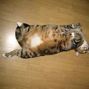 Blanding af racer Stoffer