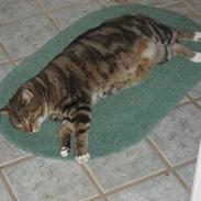 Blanding af racer Stoffer