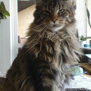 Maine Coon Tabby