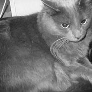 Blanding af racer Tøsen