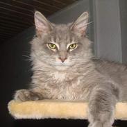 Maine Coon Buster