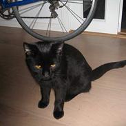 Blanding af racer Amarni