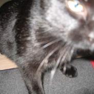 Blanding af racer Amarni