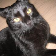 Blanding af racer Amarni