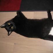 Blanding af racer Amarni