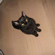 Blanding af racer Amarni