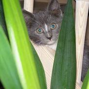 Blanding af racer Ulf *RIP*