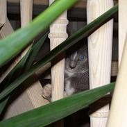 Blanding af racer Ulf *RIP*