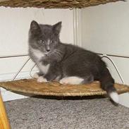 Blanding af racer Ulf *RIP*