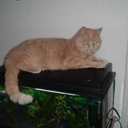 Huskat Bambi DØD. 31/7-09