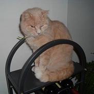 Huskat Bambi DØD. 31/7-09