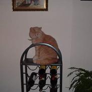 Huskat Bambi DØD. 31/7-09