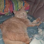 Huskat Bambi DØD. 31/7-09