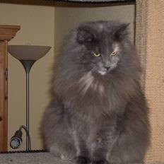 Norsk Skovkat Nicole er forsvundet