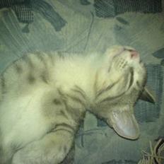 Huskat Buller