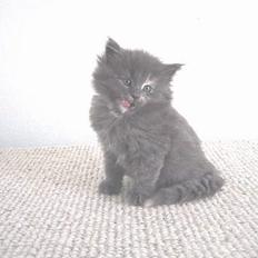 Norsk Skovkat Nicole er forsvundet