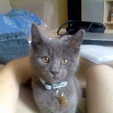 Blanding af racer Tumle R.I.P