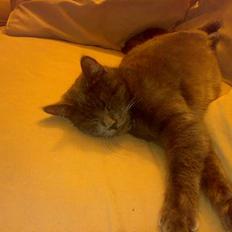 Blanding af racer Tumle R.I.P