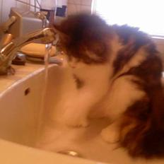 Norsk Skovkat Albert