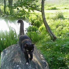 Blanding af racer Gizmo