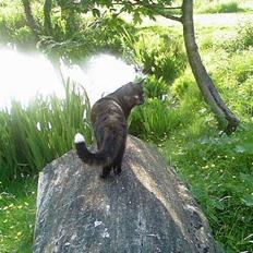 Blanding af racer Gizmo