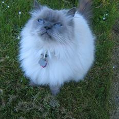 Blanding af racer Gismo