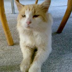 Blanding af racer <'3 kisser <'3