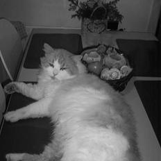 Blanding af racer <'3 kisser <'3