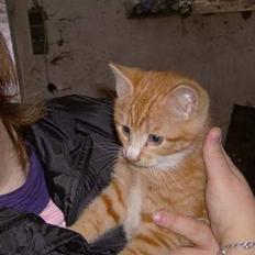 Blanding af racer Sprutte 