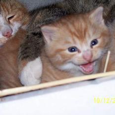 Blanding af racer Sprutte 