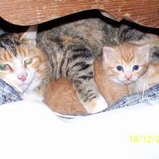 Blanding af racer Sprutte 