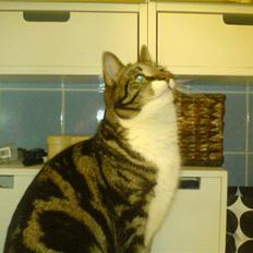 Blanding af racer Quark - FORSVUNDET