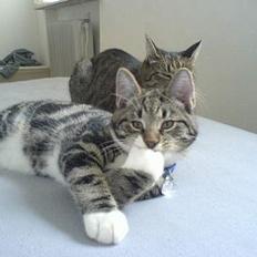 Blanding af racer Quark - FORSVUNDET